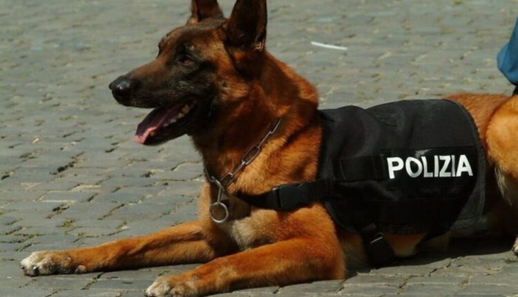 cane poliziotto