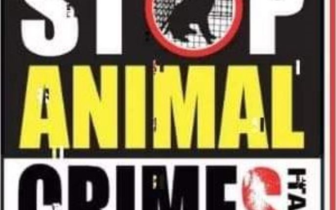 stop animal